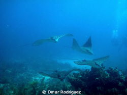 Eagle rays in Key Largo by Omar Rodriguez 